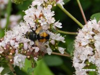 Raupenfliege (Nowickia ferox)